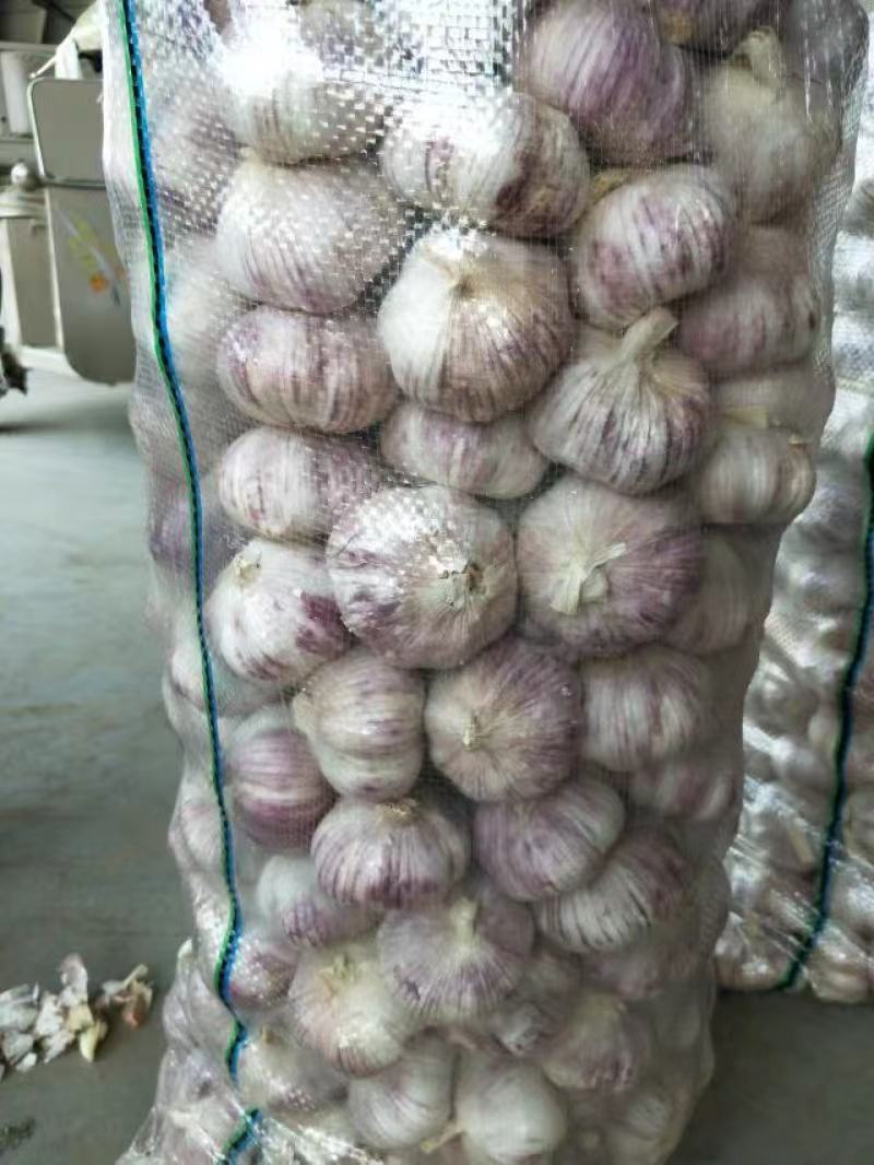 蒜通天下大量出售优质金乡本地大蒜头规格齐全包装定制现货