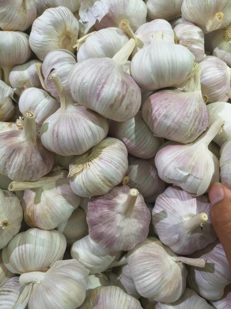 蒜通天下大量出售优质金乡本地大蒜头规格齐全包装定制现货