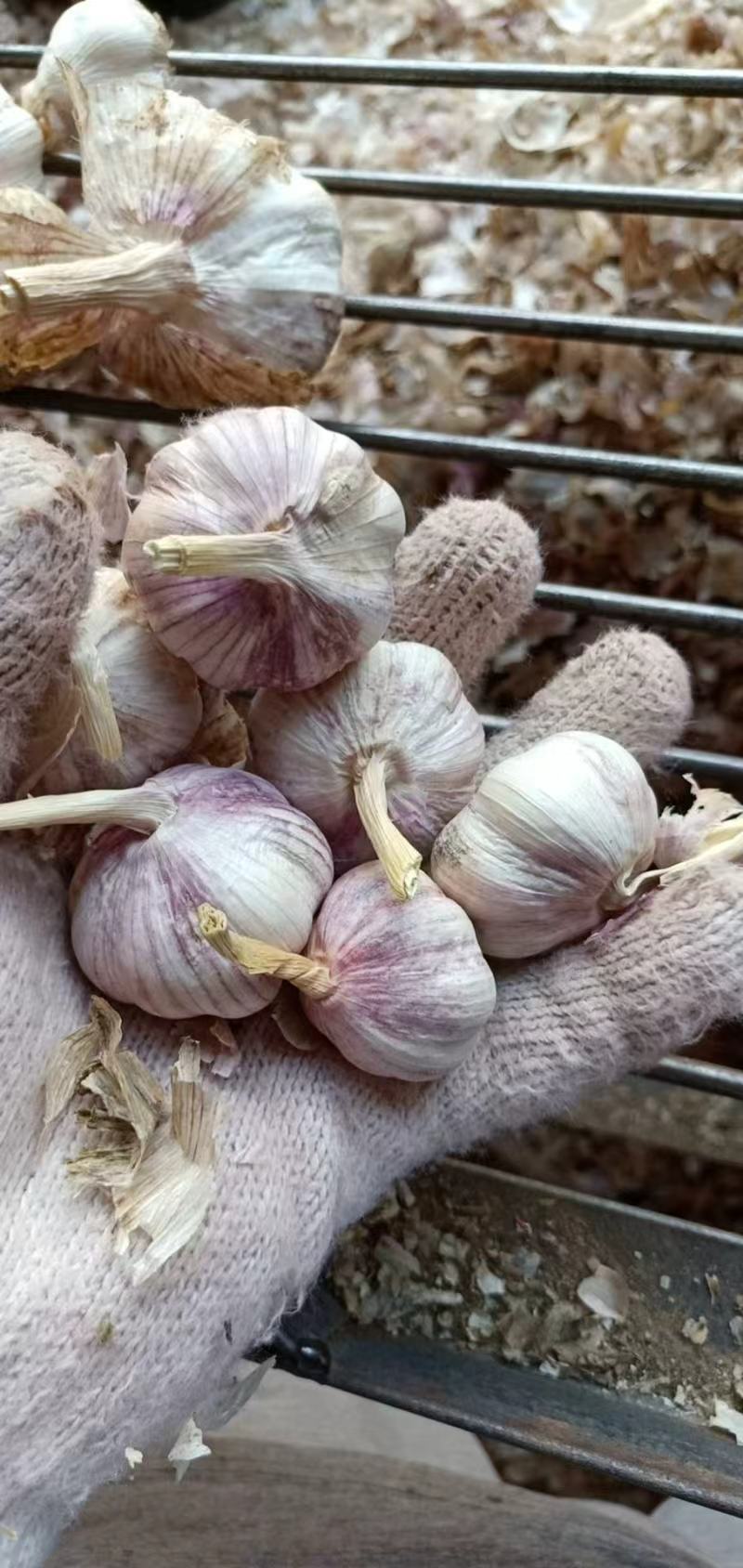 蒜通天下大量出售优质金乡本地大蒜头规格齐全包装定制现货