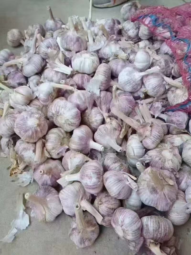 蒜通天下大量出售优质金乡本地大蒜头规格齐全包装定制现货