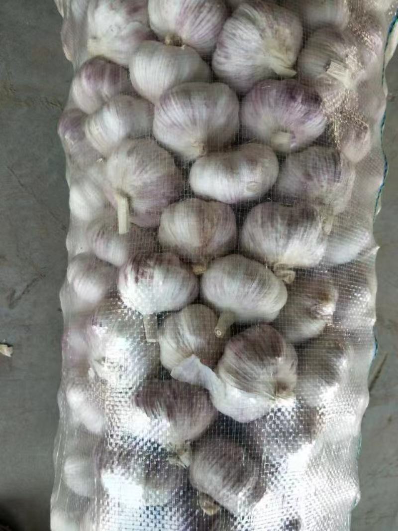 蒜通天下大量出售优质金乡本地大蒜头规格齐全包装定制现货