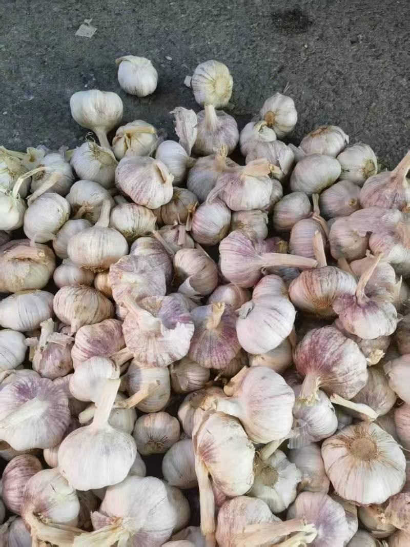 蒜通天下大量出售优质金乡本地大蒜头规格齐全包装定制现货