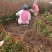 火棘50厘米高小丑火棘火棘毛球江苏火棘球产地