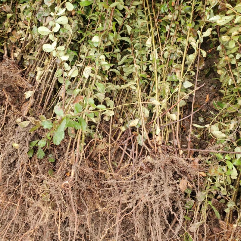 火棘50厘米高小丑火棘火棘毛球江苏火棘球产地