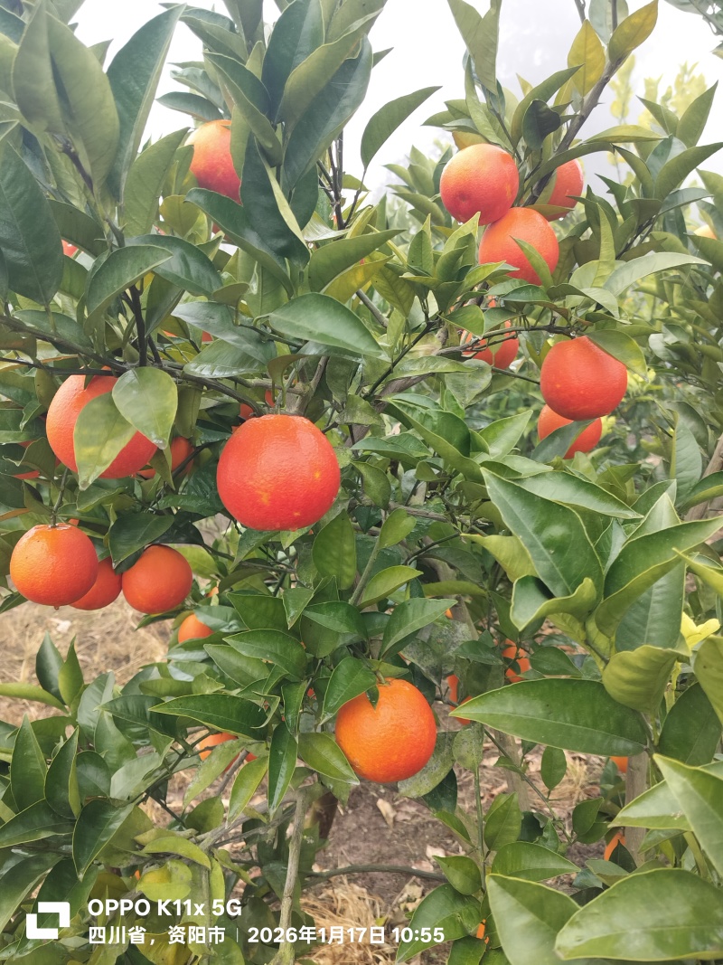血橙