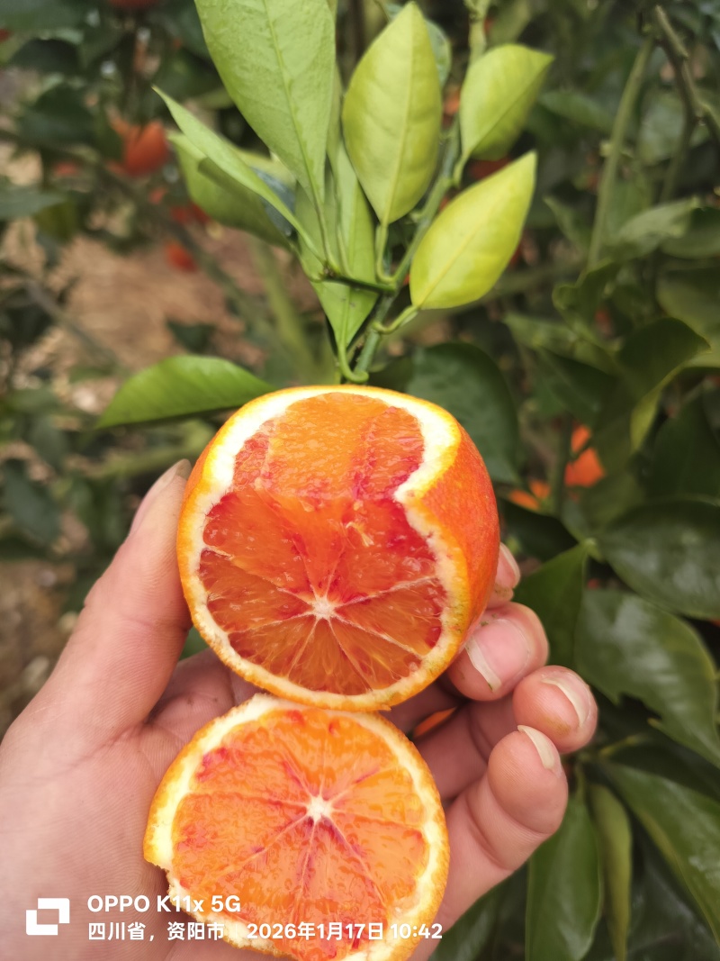 血橙