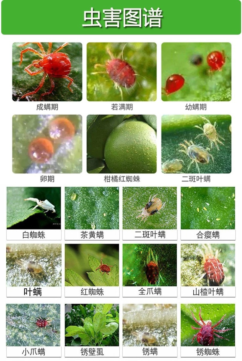 30%乙螨唑悬浮剂红蜘蛛