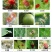 45%联肼·乙螨唑抗性红蜘蛛