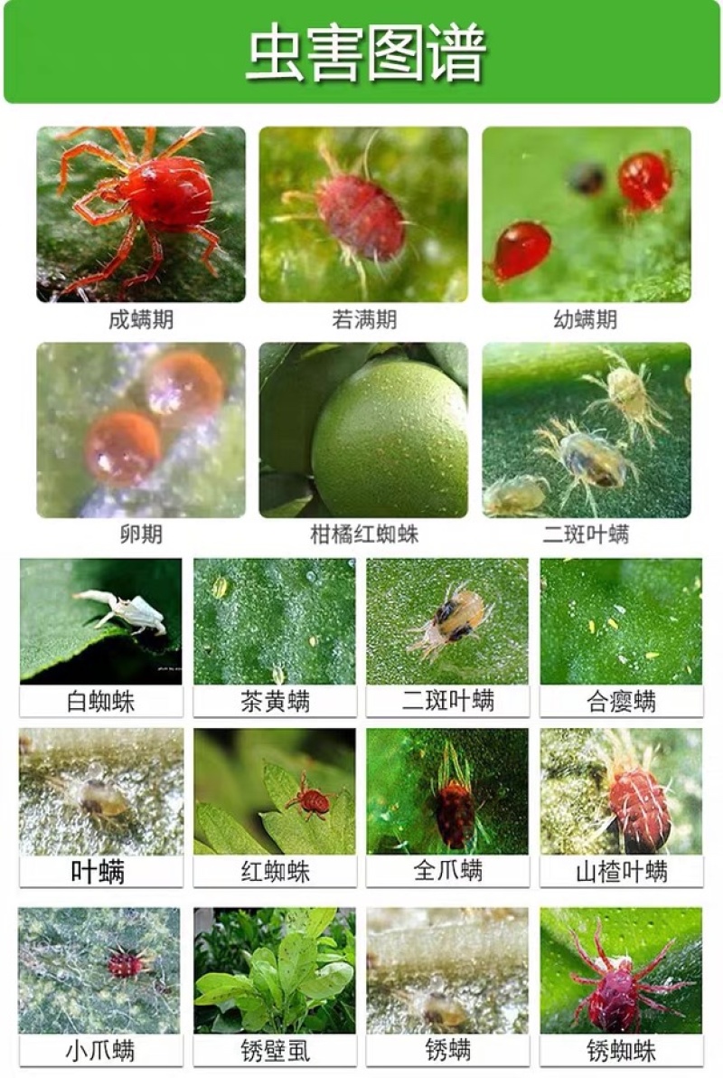 45%联肼·乙螨唑抗性红蜘蛛