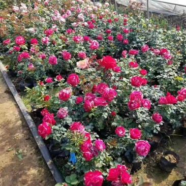 大花品种月季红帽月季丰花月季产地