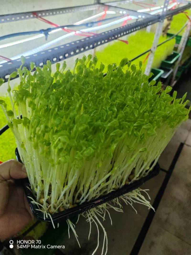 高质量豌豆苗
