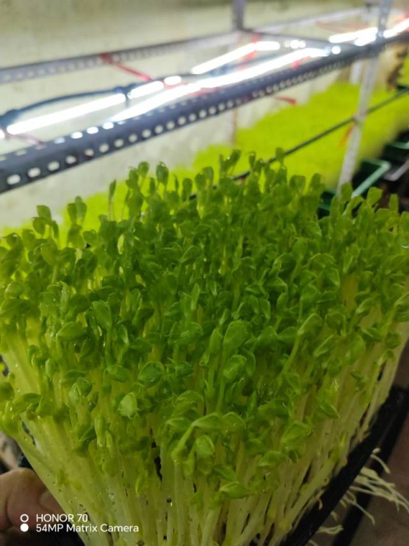 高质量豌豆苗