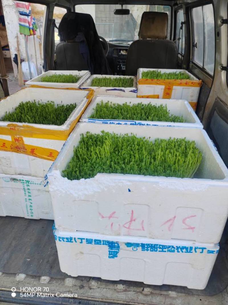 高质量豌豆苗