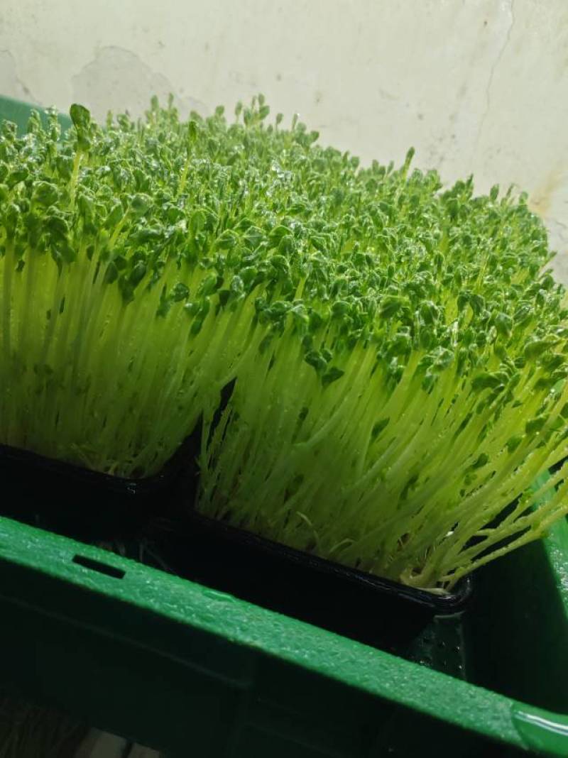 高质量豌豆苗