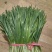 甘肃甘谷韮菜，质量**。手工精细