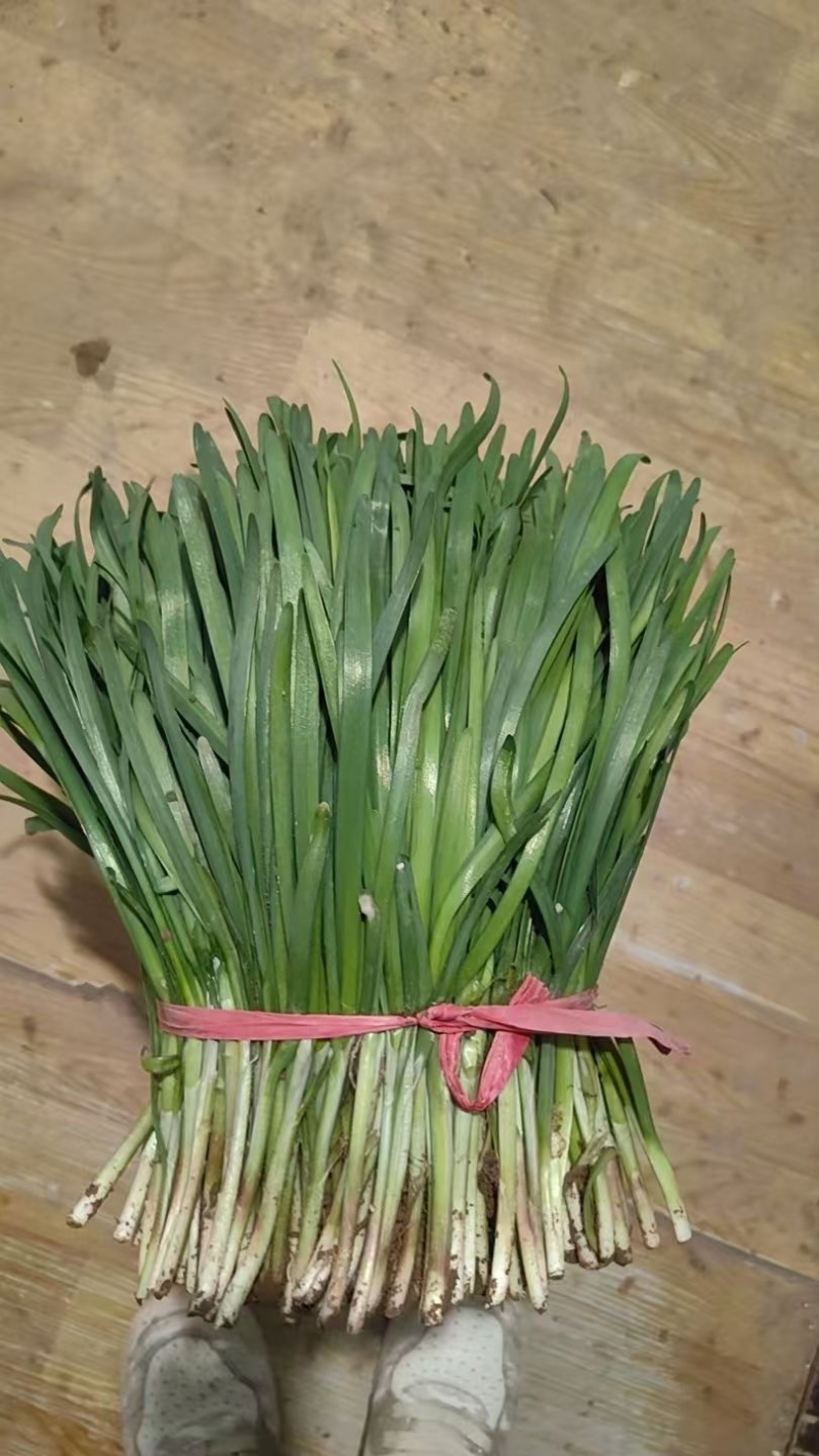 甘肃甘谷韮菜，质量**。手工精细