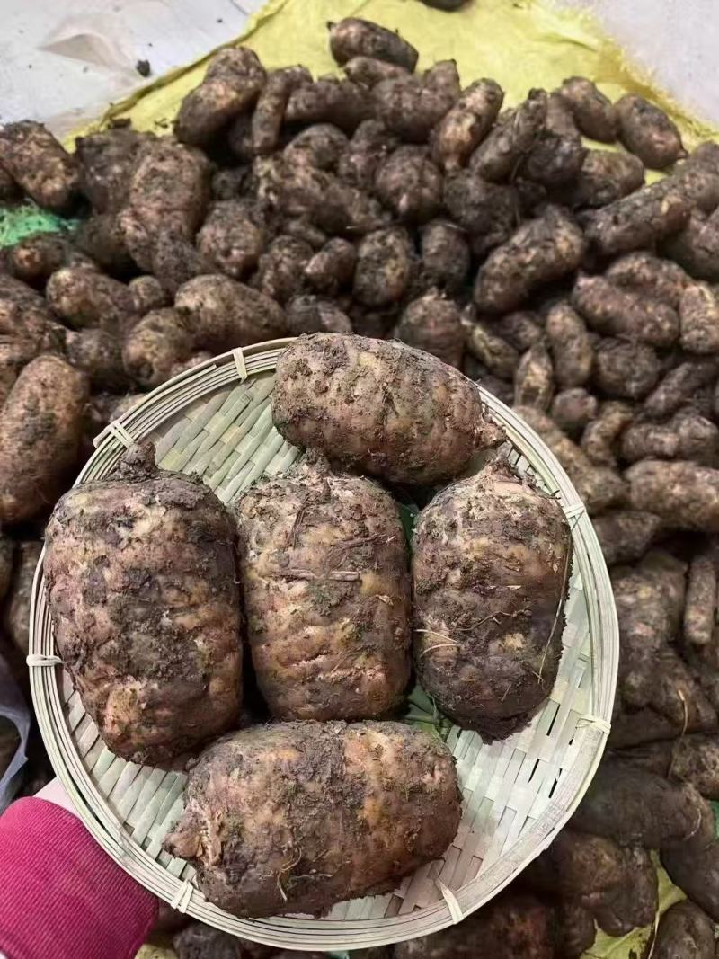 昭通小草坝正宗仿野生天麻