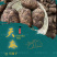 昭通小草坝正宗仿野生天麻