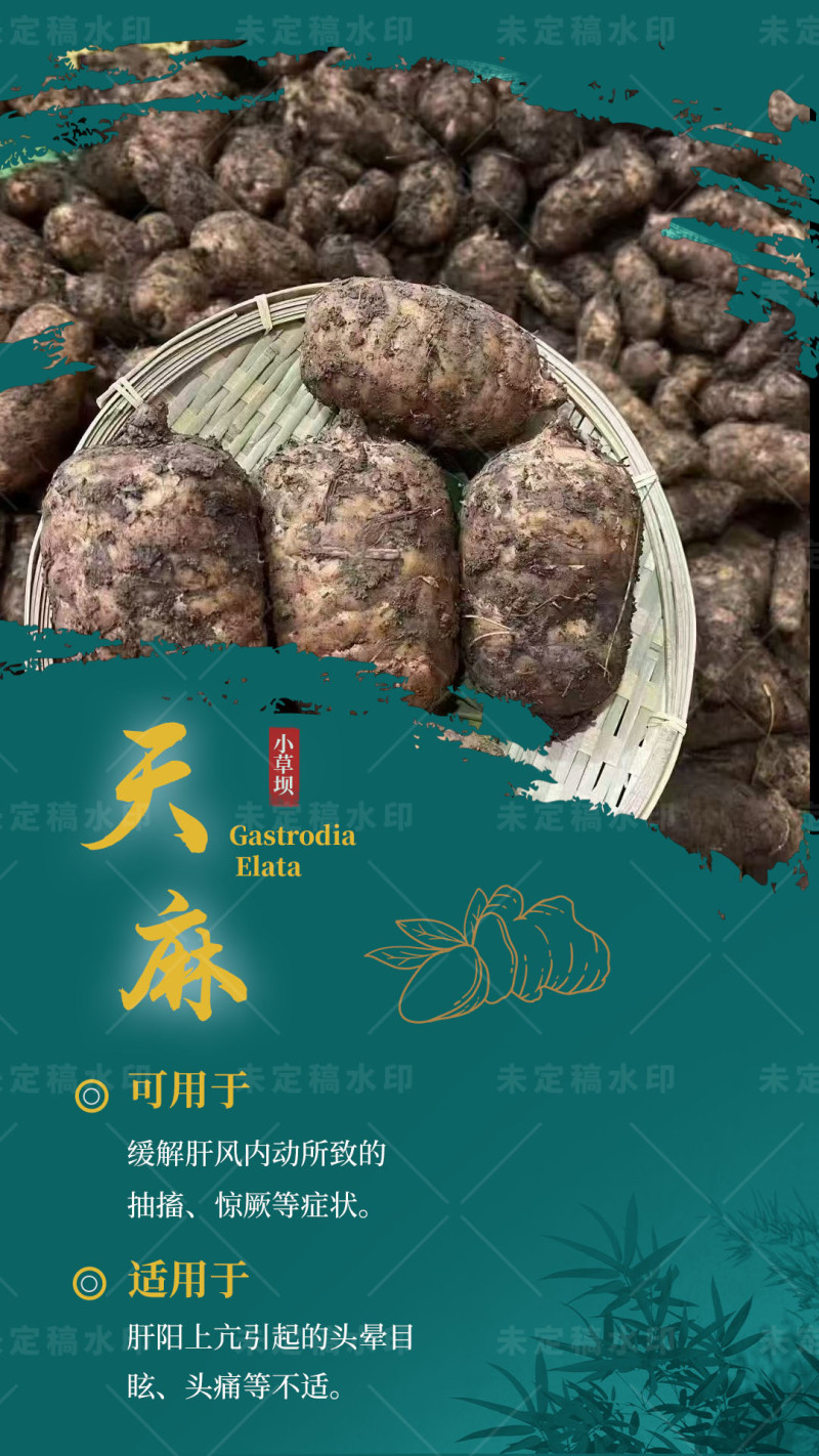 昭通小草坝正宗仿野生天麻