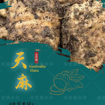 昭通小草坝正宗仿野生天麻