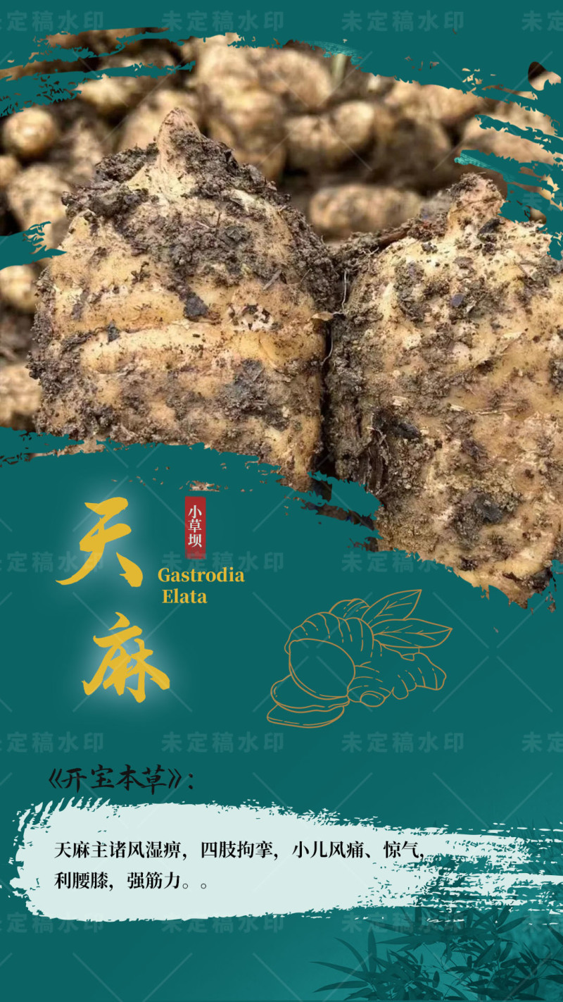 昭通小草坝正宗仿野生天麻