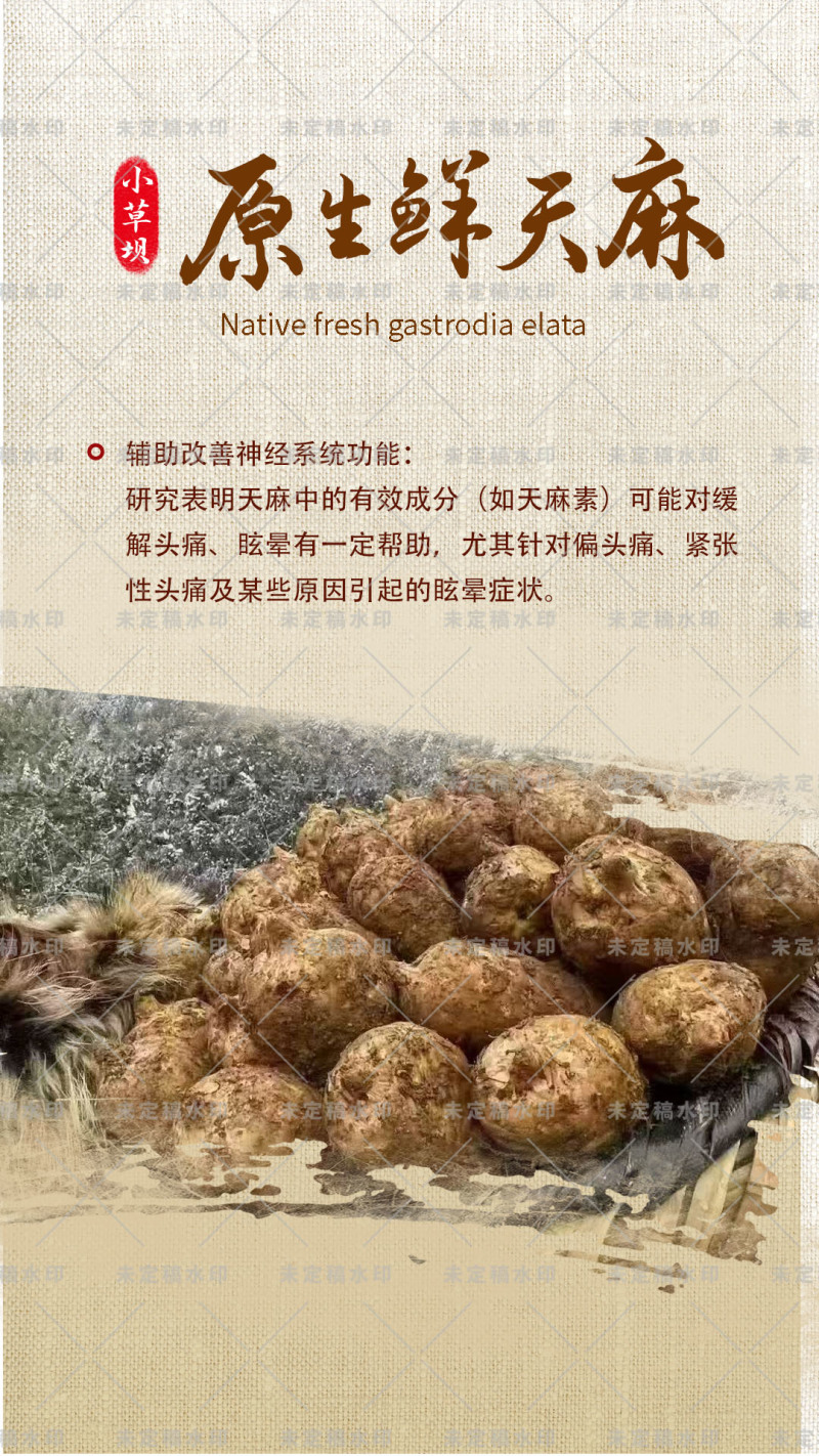 昭通小草坝正宗仿野生天麻