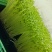豌豆苗