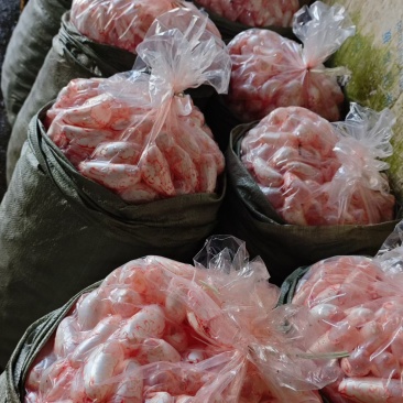 花鲢鱼泡，正月初五发货