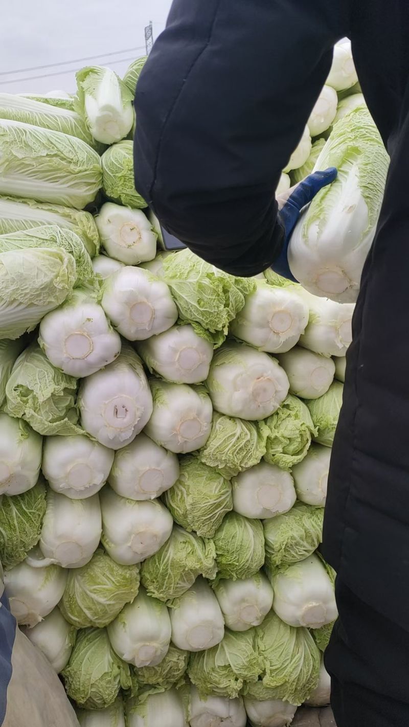 北京三号白菜，量大，要货提前联系***********出