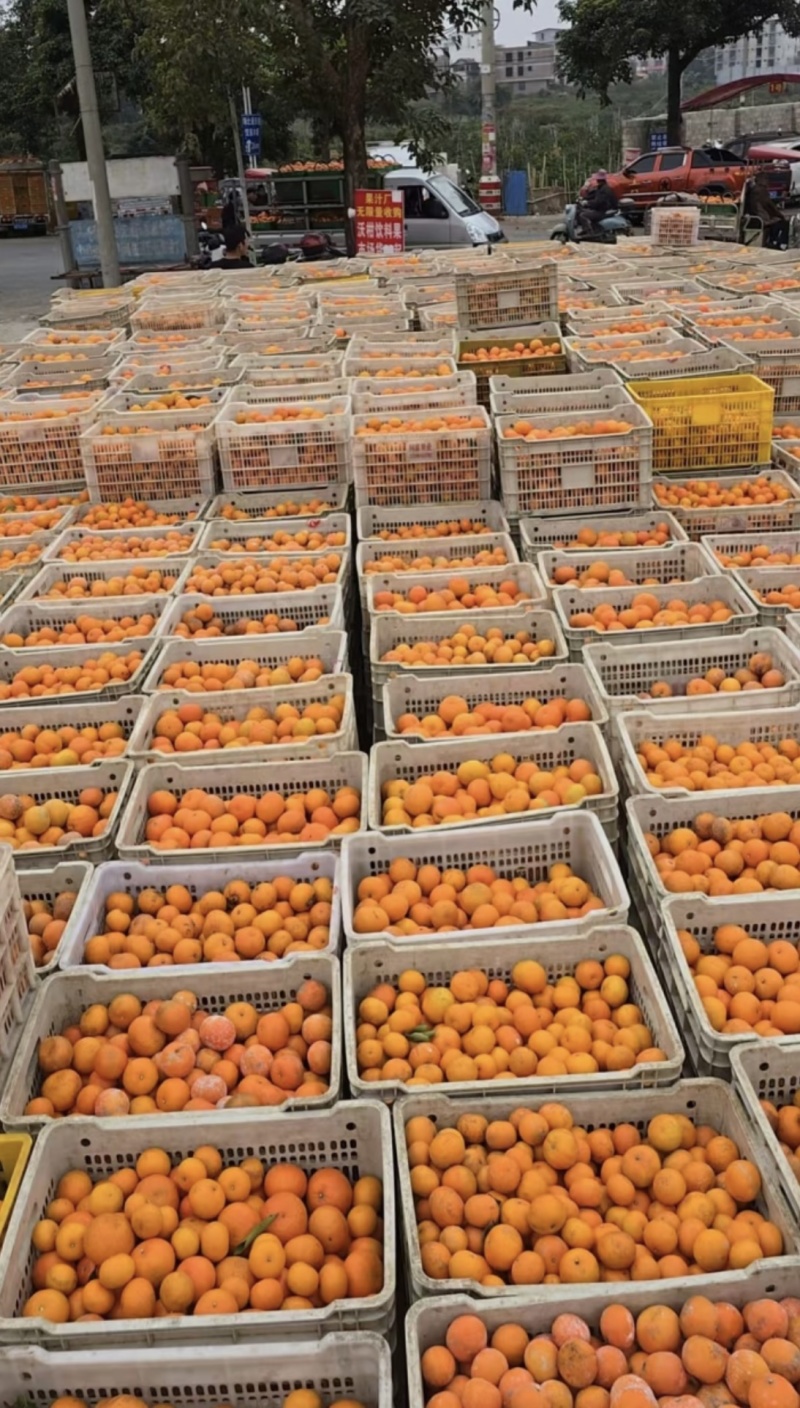 沃柑榨汁果饮料果工厂货糖度13+皮薄多汁对接厂家