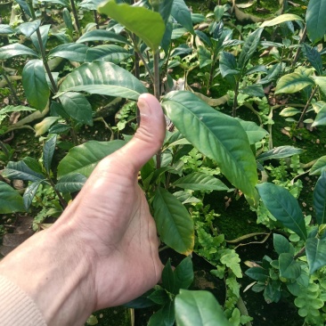 啊里山一号水栀子