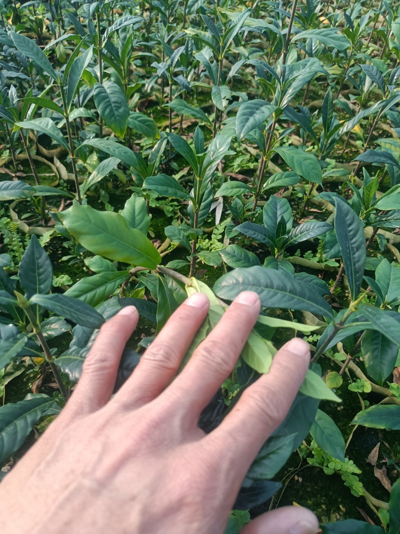 啊里山一号水栀子