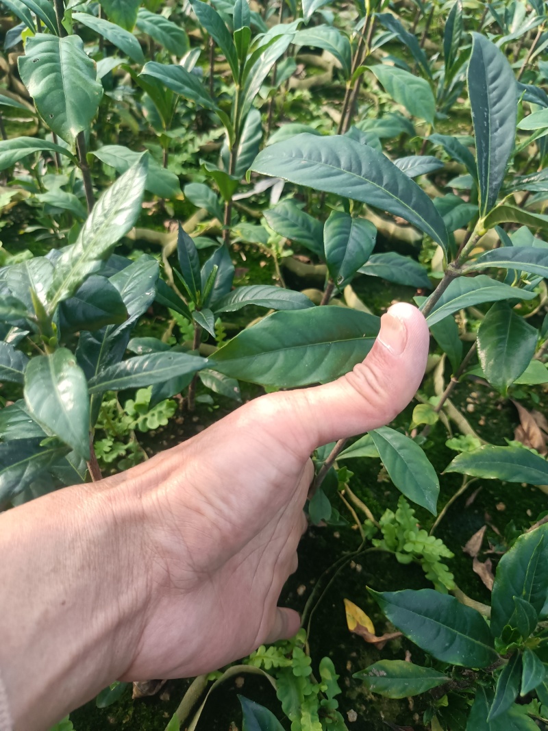 啊里山一号水栀子