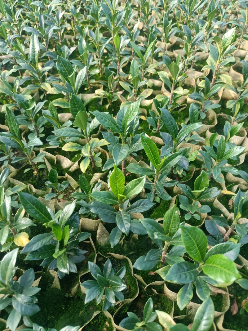 啊里山一号水栀子