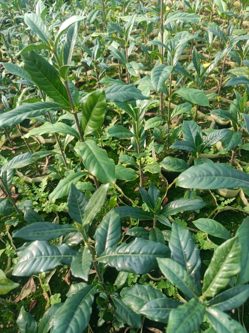 啊里山一号水栀子