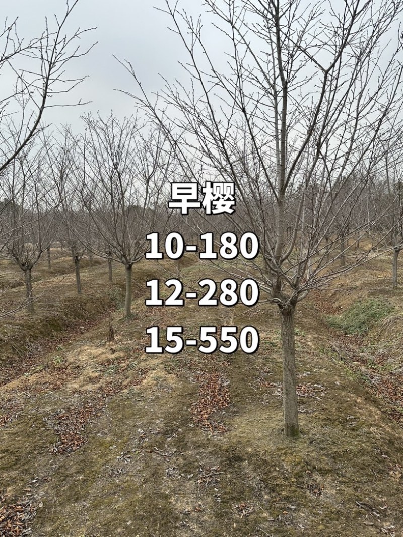 早樱，便宜出