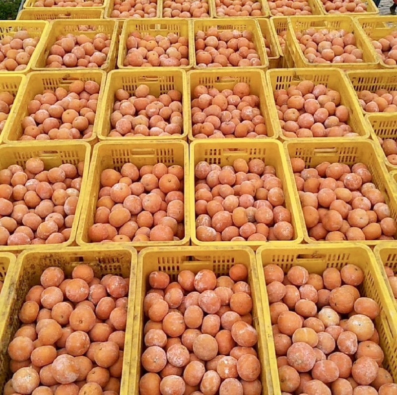 沃柑榨汁果|饮料果|工厂货，对接厂家