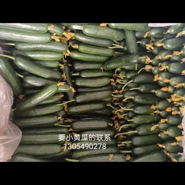 批发大黄瓜，小黄瓜
