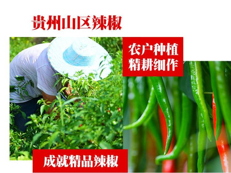 贵州遵义特产香脆折耳根油辣椒餐饮商用调味酱【遵义直供】