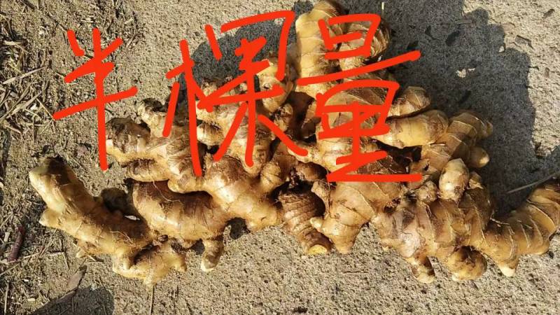 福建漳州田地生姜2/斤，有意者+V联系可视频2000斤
