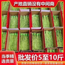 商用贡菜凉拌苔干响菜贡菜干火锅食材产地直销