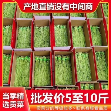 商用贡菜凉拌苔干响菜贡菜干火锅食材产地直销