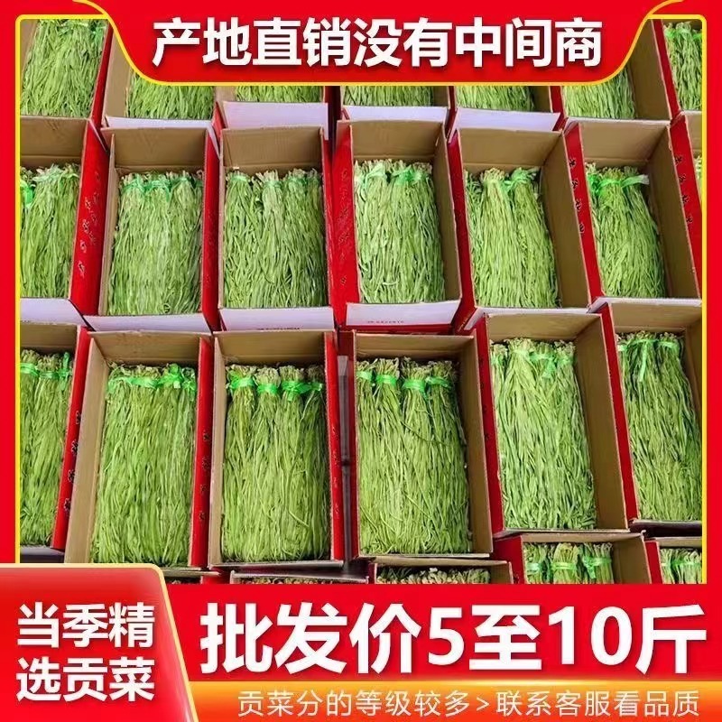 商用贡菜凉拌苔干响菜贡菜干火锅食材产地直销