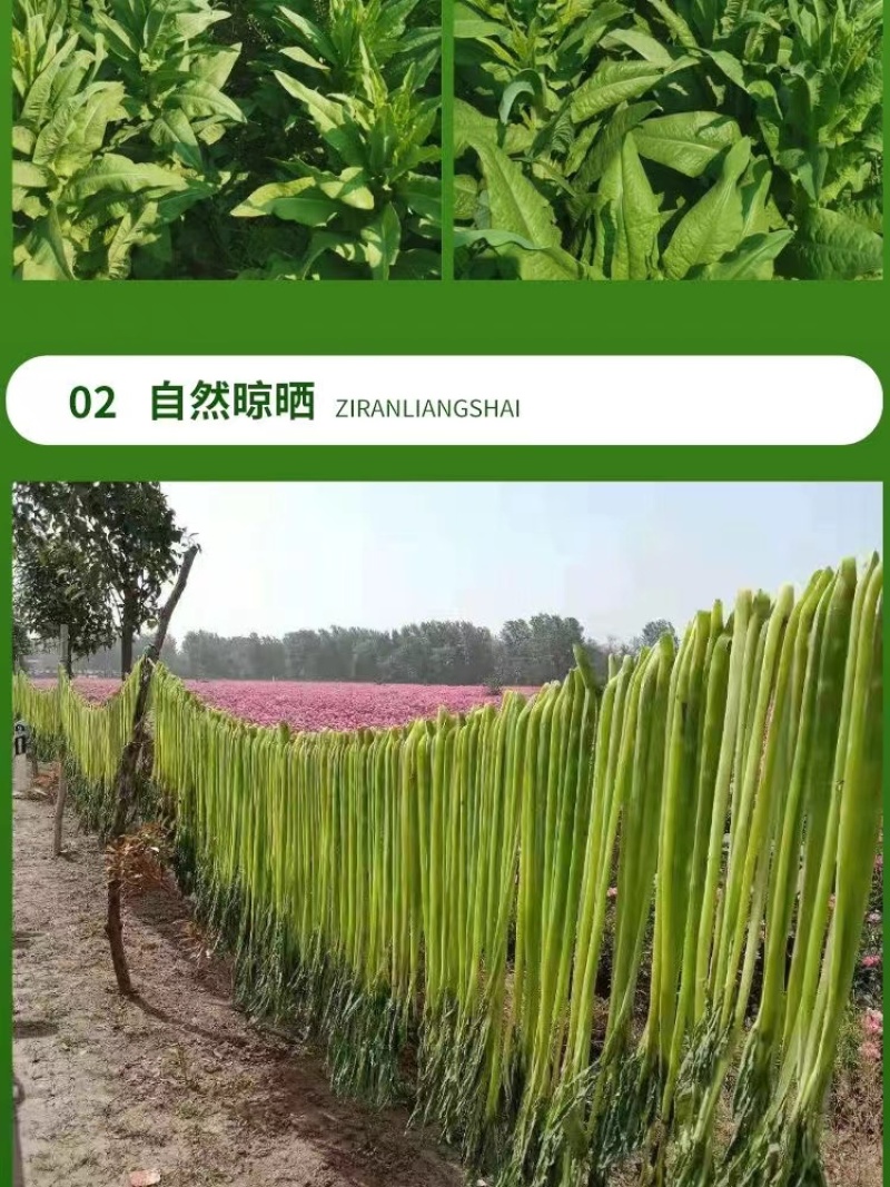 商用贡菜凉拌苔干响菜贡菜干火锅食材产地直销