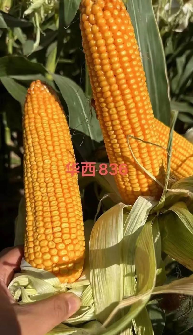 华西836玉米种子国审红轴大棒子中国种子集团新疆华西种业