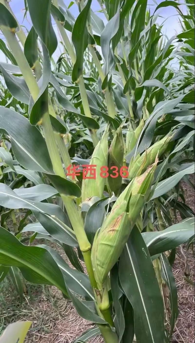 华西836玉米种子国审红轴大棒子中国种子集团新疆华西种业