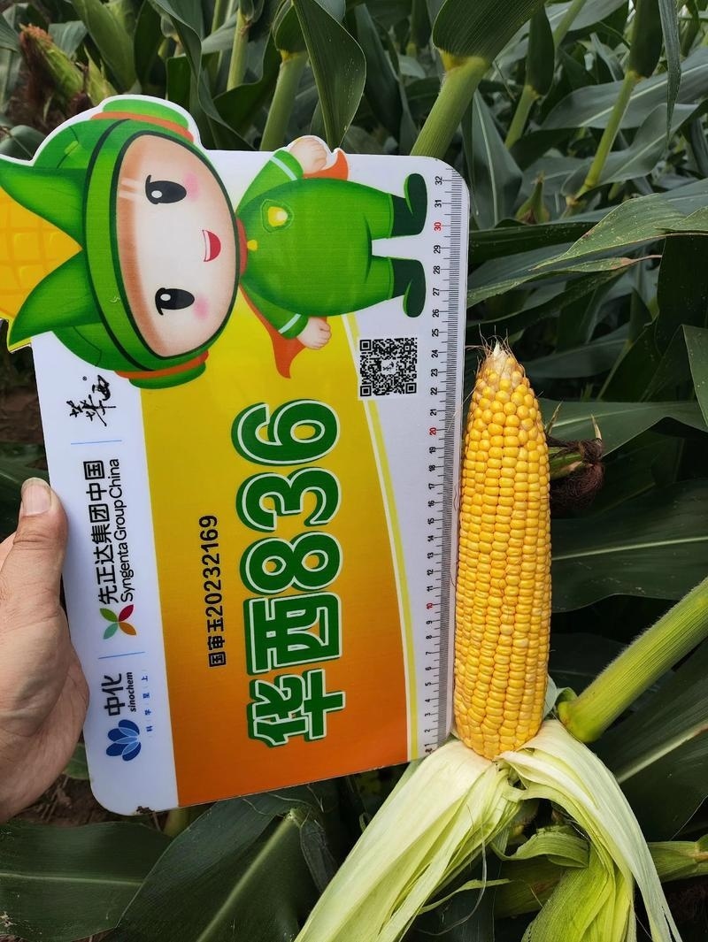 华西836玉米种子国审红轴大棒子中国种子集团新疆华西种业
