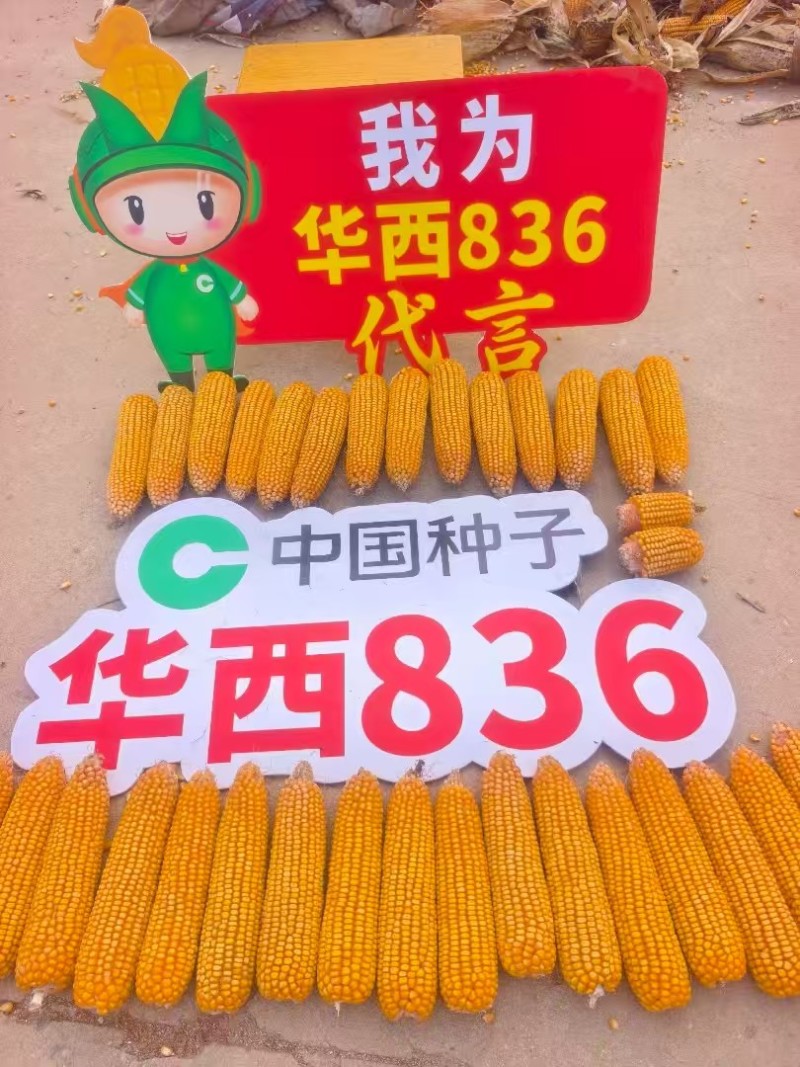 华西836玉米种子国审红轴大棒子产量高