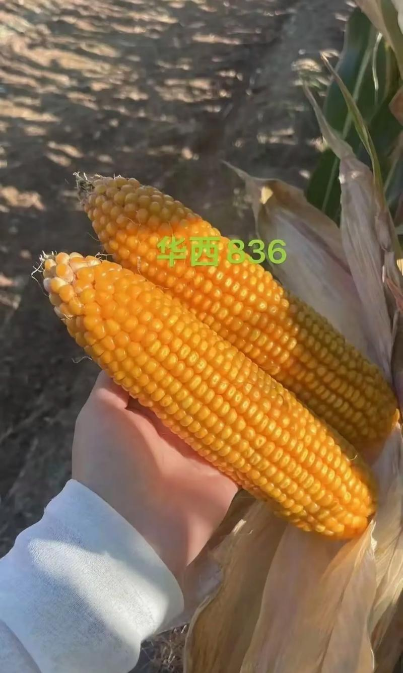 华西836玉米种子国审红轴大棒子产量高
