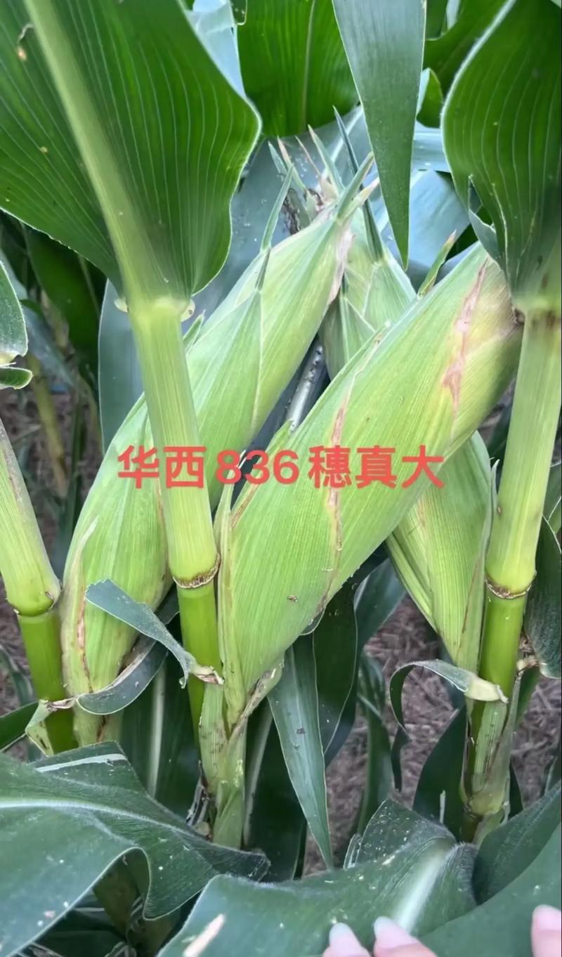 华西836玉米种子国审红轴大棒子产量高